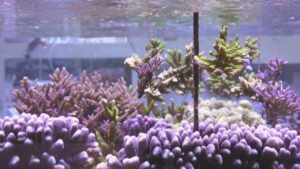 ‘We’re keeping them safe’: Scientists build ‘Noah’s Ark’ for endangered corals