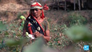 With organic cotton, India bets on textile industry’s green transition