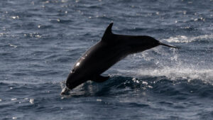 France’s Bay of Biscay fishing ban aims to save dolphins