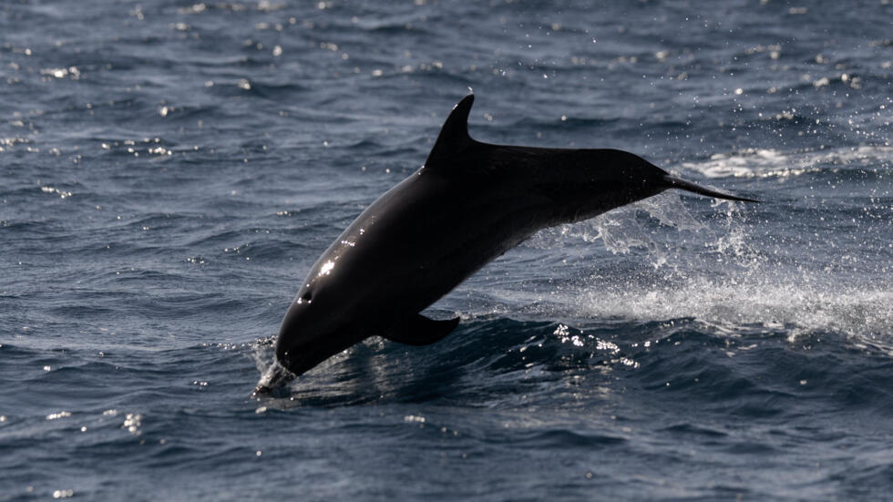 France’s Bay of Biscay fishing ban aims to save dolphins