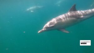 French fishermen ‘talk’ to dolphins to save them