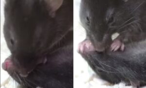 Scientists stunned after mouse performs ‘mouse-to-mouse resuscitation’
