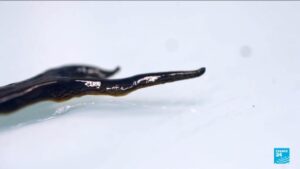 From killer grass to flesh-eating worms: The invasion beneath your feet