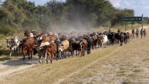 Namibia grapples with ‘red line’ from the colonial era