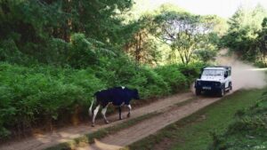 Could a new highway divide Kenya’s Aberdare national park?