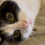 At this Polish teahouse cats, not customers, are king