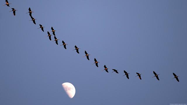 How climate change is altering bird migration