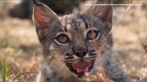 Bouncing back: Spain’s Iberian lynx saved from extinction