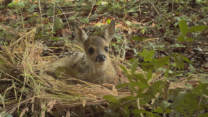 Early springs are killing Bambi