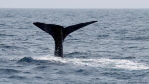 High seas treaty is ‘a big deal’: Oceanographer