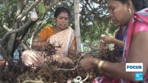 Seaweed becomes booming business in India’s ‘blue economy’