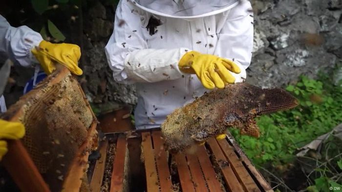 Making honey, making money: Empowering women with beekeeping