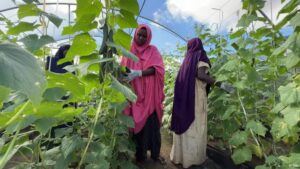 Farming without soil helps to tackle Somalia’s hunger crisis