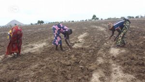 Nigerian refugees in Cameroon are farming to combat hunger