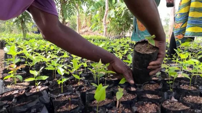 Reviving forests in northern Ghana with natural regeneration
