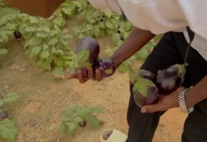 Mauritanian students grow vegetables in arid conditions