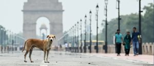 Court orders capture of New Delhi stray dogs