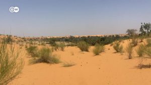 Nigeria: Fighting desertification in Yobe state
