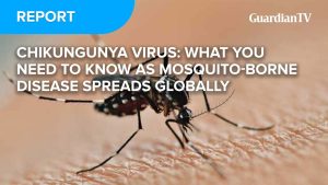 REPORT_ Thumbnail-Recovered-Chikungunya Virus
