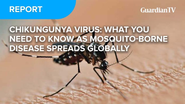 REPORT_ Thumbnail-Recovered-Chikungunya Virus