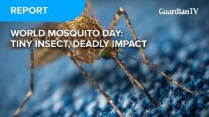 World Mosquito Day: Tiny insect, deadly impact