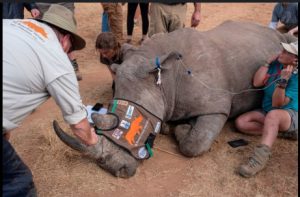 Why South African rhinos now have radioactive horns