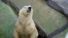 Tons of ice keep polar bears cool in Prague Zoo