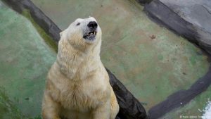 Tons of ice keep polar bears cool in Prague Zoo