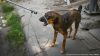 India: How can New Delhi deal with its stray dog problem?