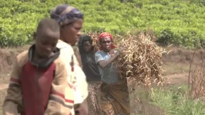 Community work in Burundi helps society and the environment