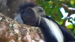 Kenya: Building bridges to help vulnerable colobus monkeys