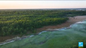 Earth’s oldest living organisms survive in Europe’s last wild forest