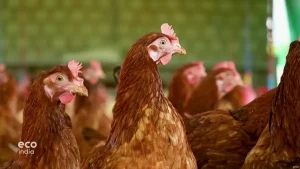 Cage-free: India’s movement for eco-friendly egg farming