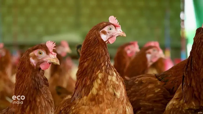 Cage-free: India’s movement for eco-friendly egg farming