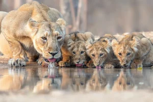 Prints for Wildlife photography project co-founders on their ‘message of hope’