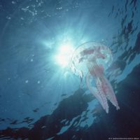 Mapping the world’s oceans — a blessing or a curse?