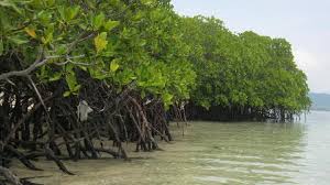 More than 140 environmental defenders killed in 2024