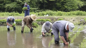 Could Japanese rice turn from staple to luxury?