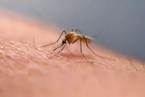 Mosquitoes appear in Iceland as country warms at record pace
