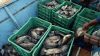Women defying the odds in Tanzania’s fish farming sector