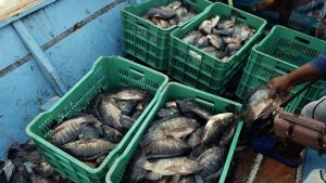 Women defying the odds in Tanzania’s fish farming sector