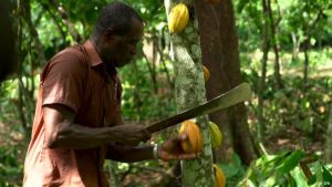 Agroforestry against climate change