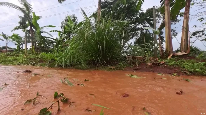 Could a miracle grass solve Lake Victoria’s problems?