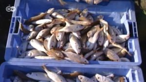 EU, Morocco sign fisheries deal (2018)