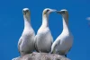 How South Africa Protects Seabirds from commercial fishery