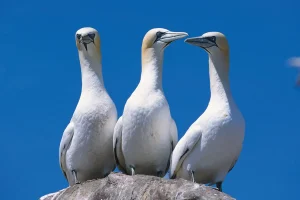 How South Africa Protects Seabirds from commercial fishery