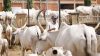 The Fulani and the fight for land in northern Nigeria