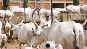 The Fulani and the fight for land in northern Nigeria