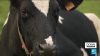 The cow of the future? France introduces smaller, low-emission livestock