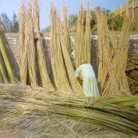 Egypt: Reviving the palm products industry